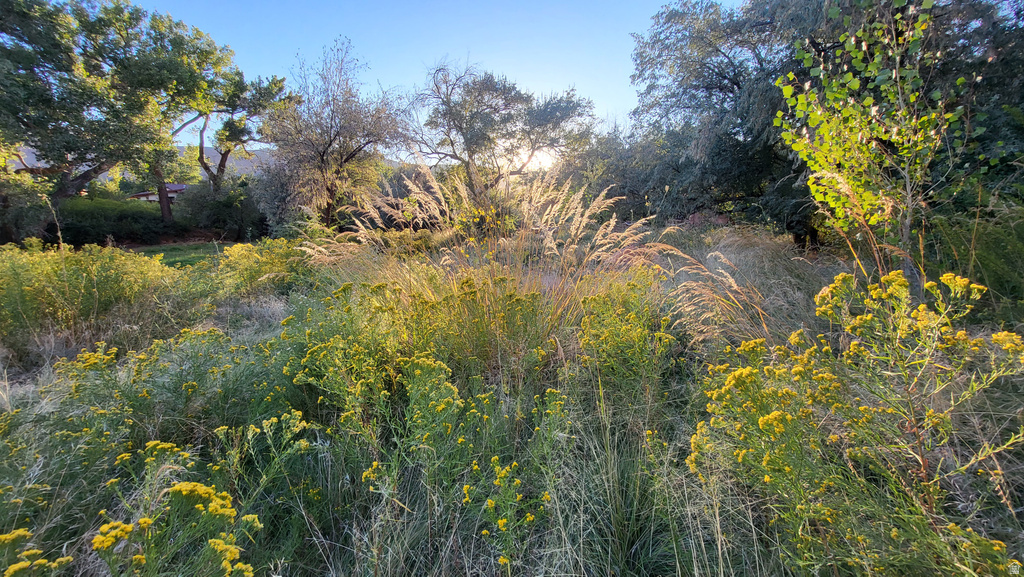 View of undeveloped land