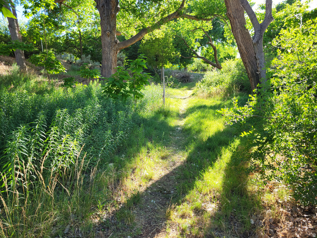 View of undeveloped land