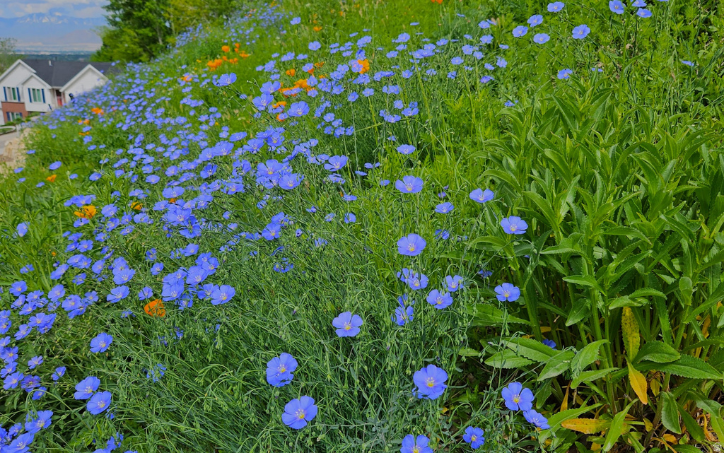 899 E 1190 N Pleasant Grove, UT 84062