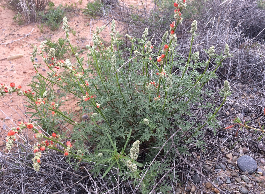 998 W COTTONWOOD AVE Bluff, UT 84512