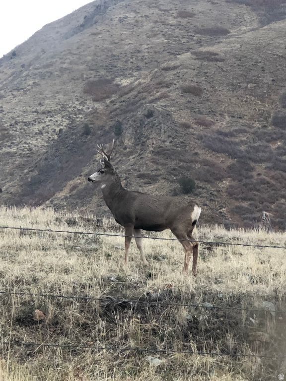 131 S MEADOW DR Springville, UT 84663