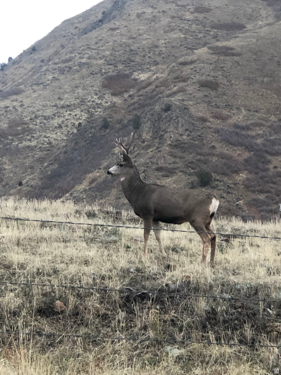 131 S MEADOW DR Springville, UT 84663