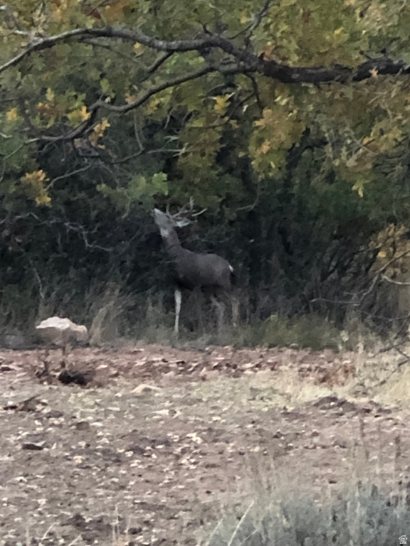 131 S MEADOW DR Springville, UT 84663