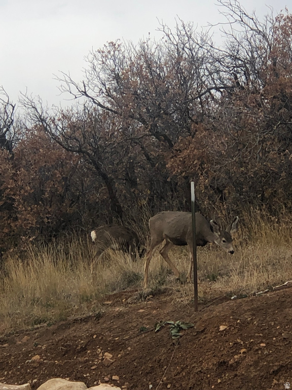 131 S MEADOW DR Springville, UT 84663