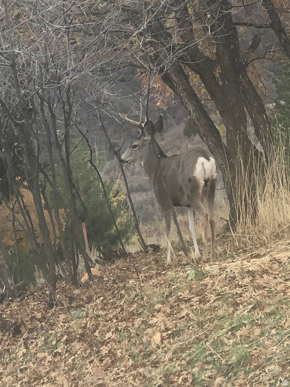 169 S MEADOW DR Springville, UT 84663