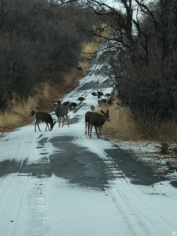 169 S MEADOW DR Springville, UT 84663