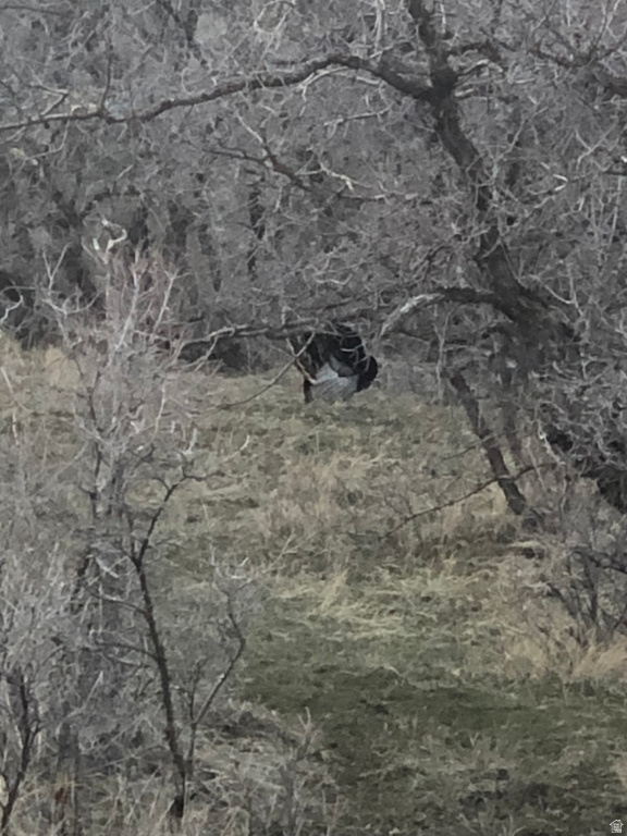 169 S MEADOW DR Springville, UT 84663