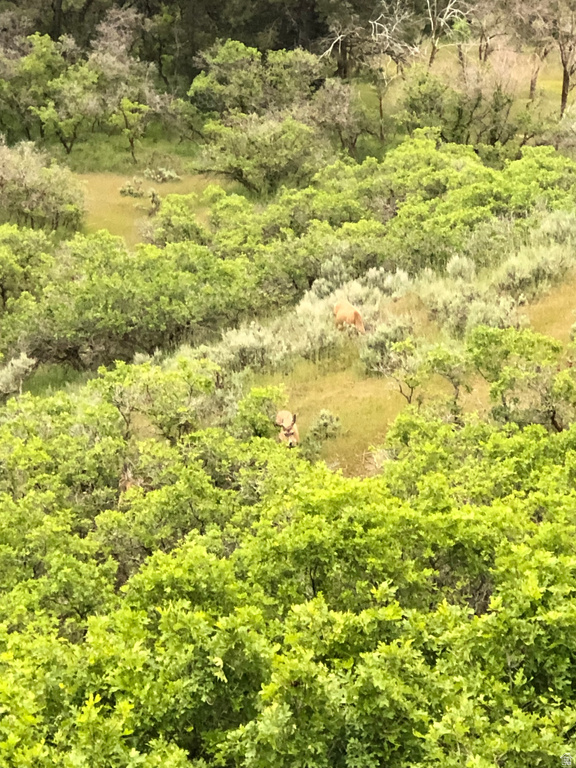 169 S MEADOW DR Springville, UT 84663