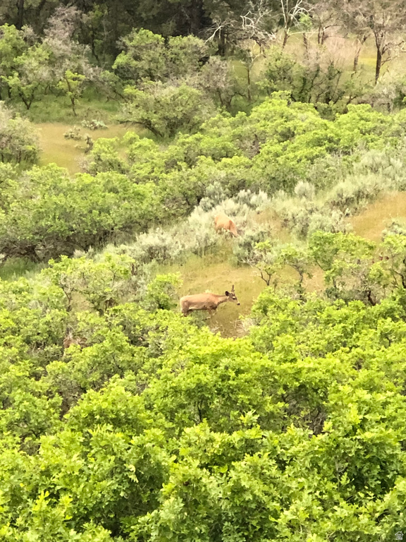 169 S MEADOW DR Springville, UT 84663