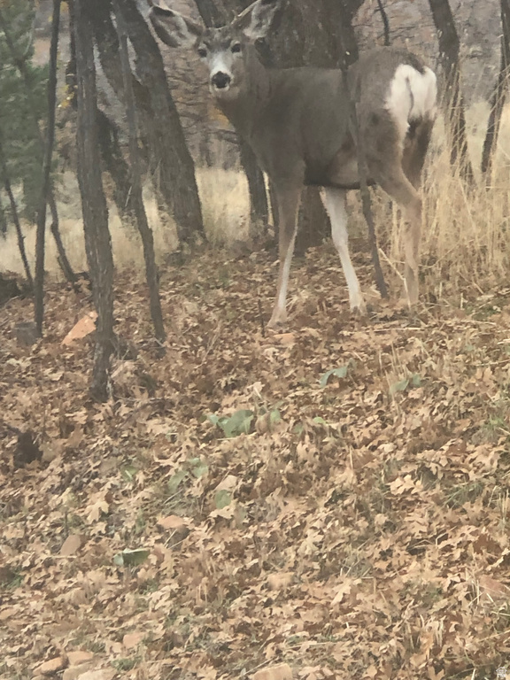 541 S LEFT FORK HOBB RD Springville, UT 84663