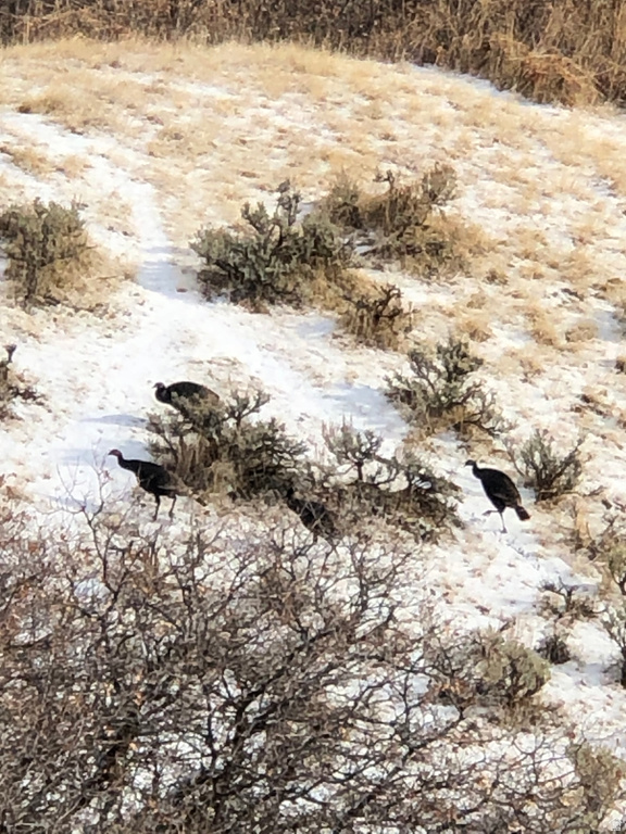 541 S LEFT FORK HOBB RD Springville, UT 84663