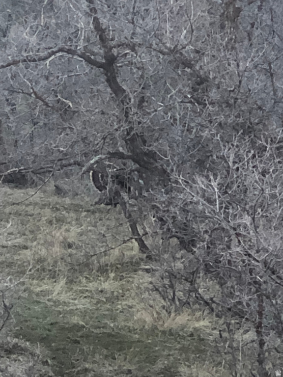 541 S LEFT FORK HOBB RD Springville, UT 84663