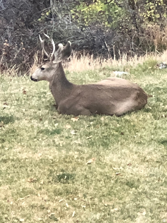 541 S LEFT FORK HOBB RD Springville, UT 84663