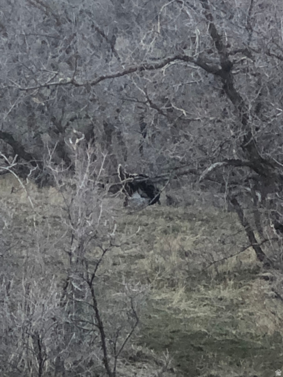 541 S LEFT FORK HOBB RD Springville, UT 84663