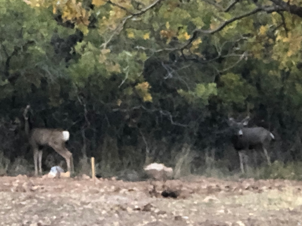 541 S LEFT FORK HOBB RD Springville, UT 84663