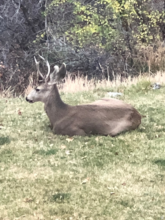 541 S LEFT FORK HOBB RD Springville, UT 84663