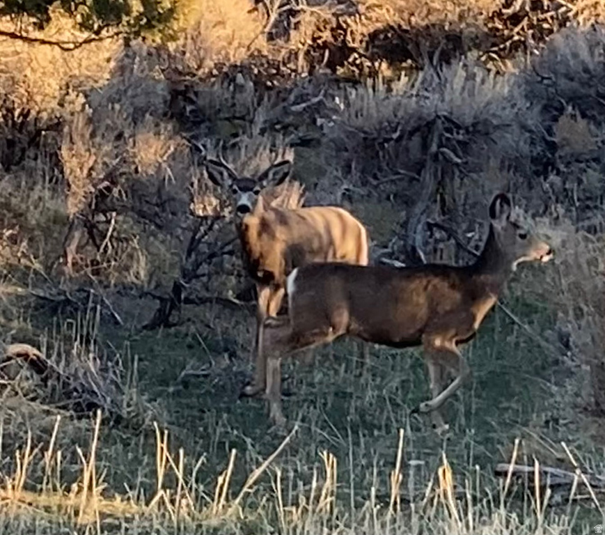 1100 S DEER PASTURE RD Fillmore, UT 84631