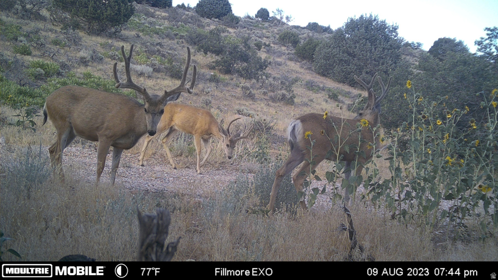 1100 S DEER PASTURE RD Fillmore, UT 84631