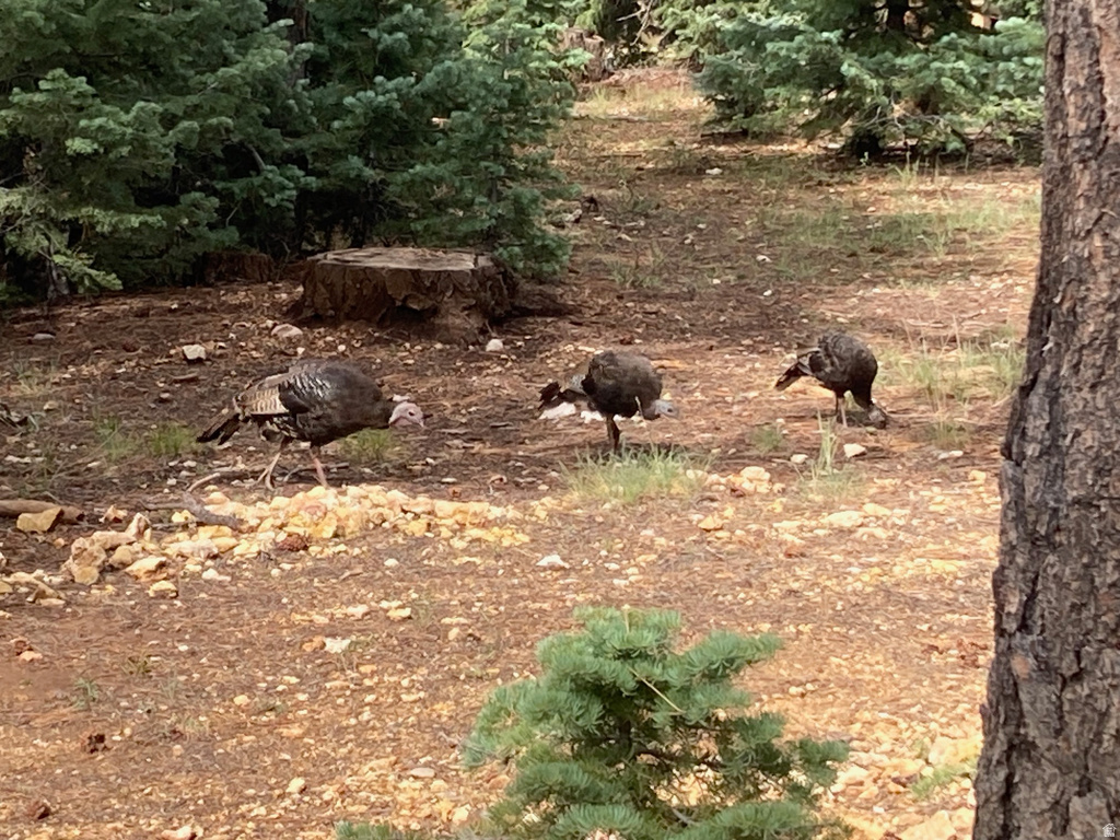 3120 N HENRY RD Duck Creek Village, UT 84762