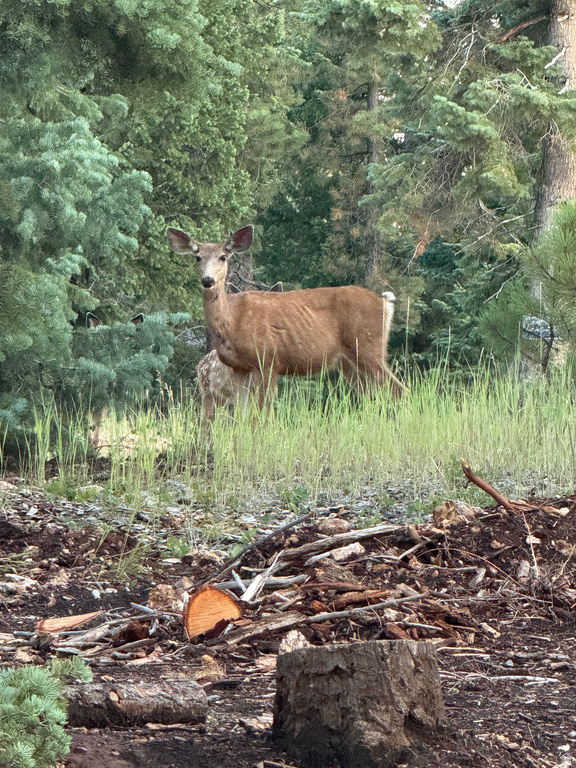 3120 N HENRY RD Duck Creek Village, UT 84762