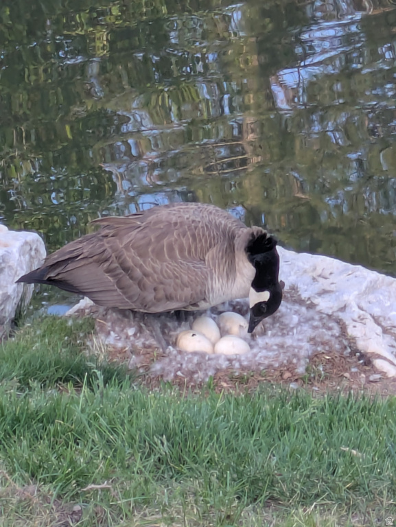 4611 S QUAIL VISTA COVE #G Millcreek, UT 84117