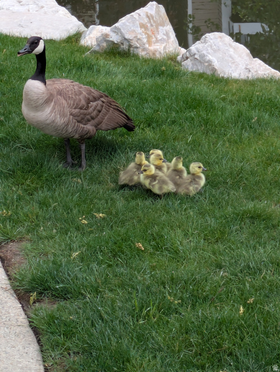 4611 S QUAIL VISTA COVE #G Millcreek, UT 84117