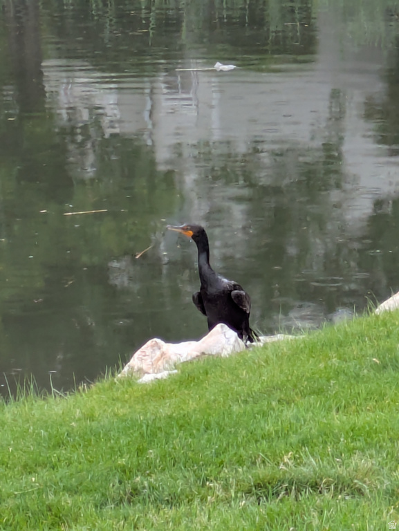 4611 S QUAIL VISTA COVE #G Millcreek, UT 84117