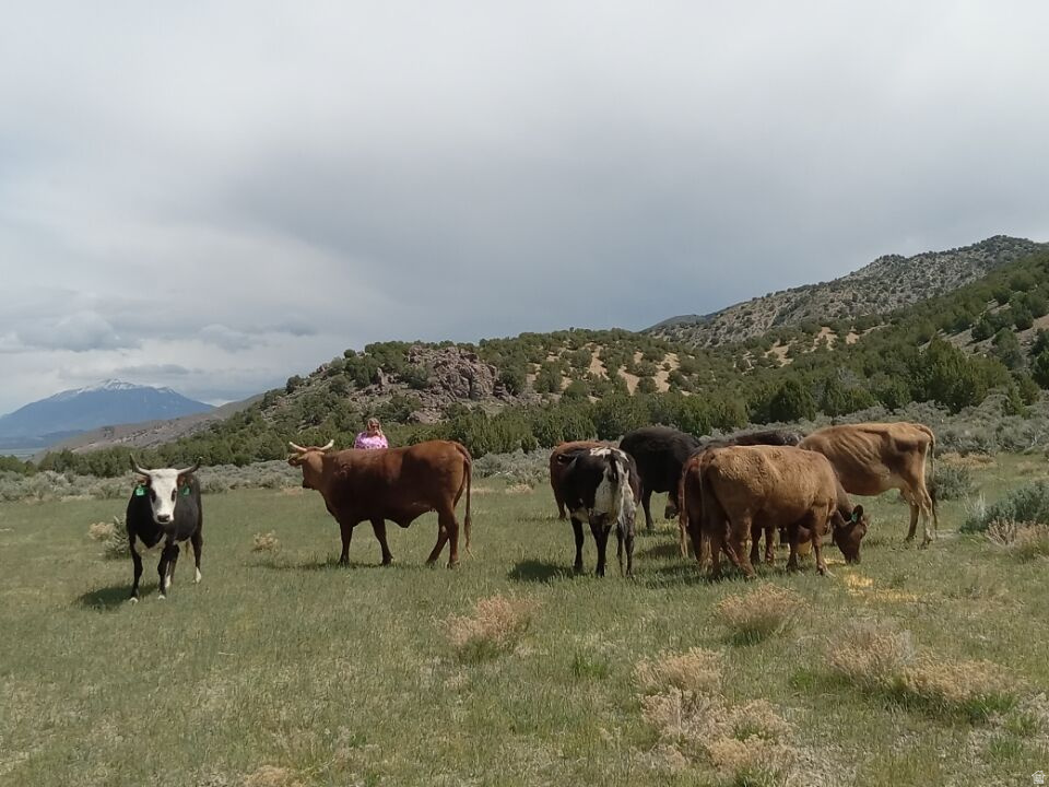 COUNTY ROAD 28 Levan, UT 84639