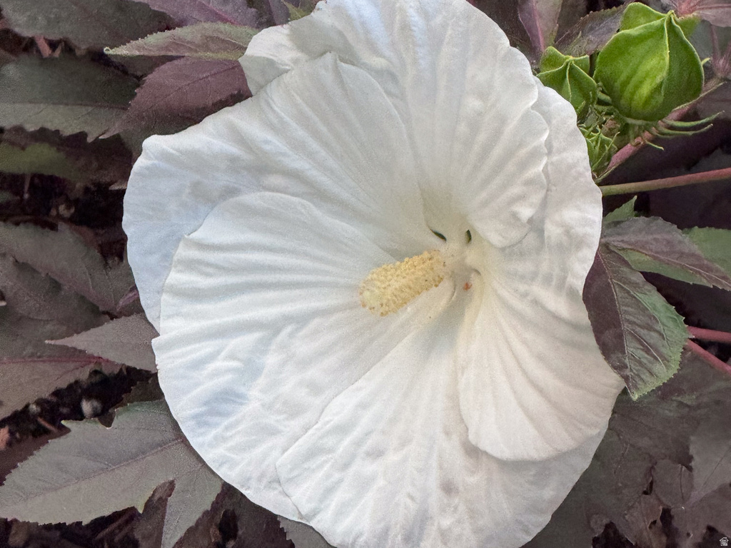 1702 CAPITOL ST Ogden, UT 84401