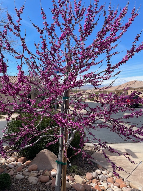 1763 W MORANE MANOR DR St George, UT 84790