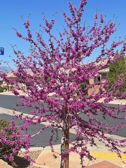 1763 W MORANE MANOR DR St George, UT 84790