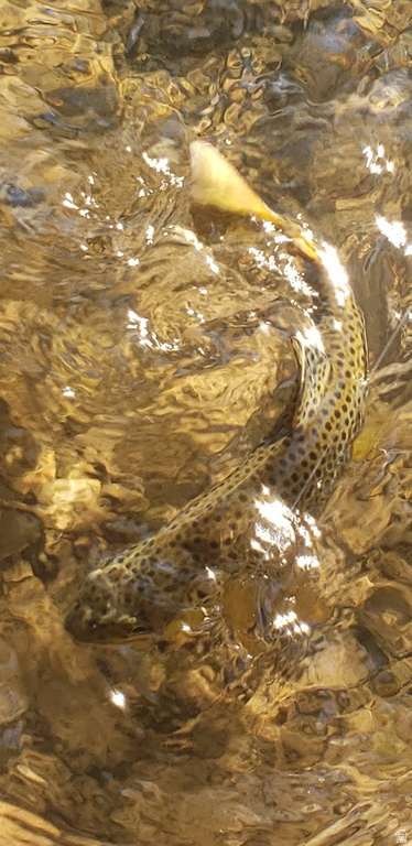 1535 SUMAC DR Logan, UT 84321