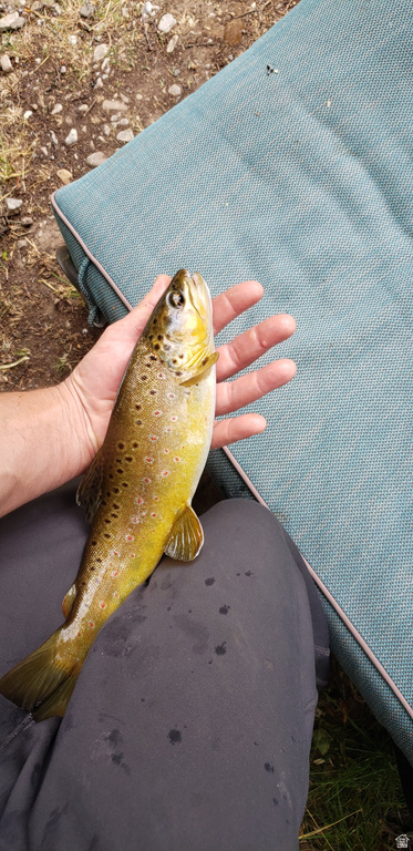 1535 SUMAC DR Logan, UT 84321