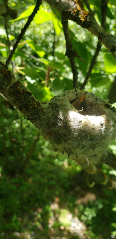 1535 SUMAC DR Logan, UT 84321