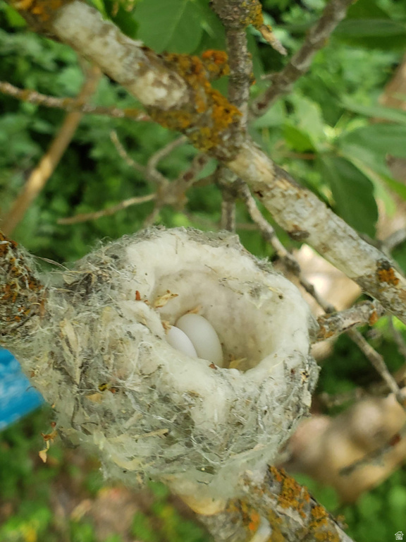 1535 SUMAC DR Logan, UT 84321