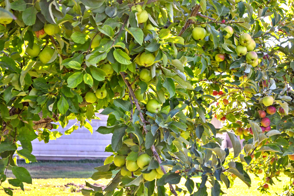 6995 W 2200 S Weston, ID 83286