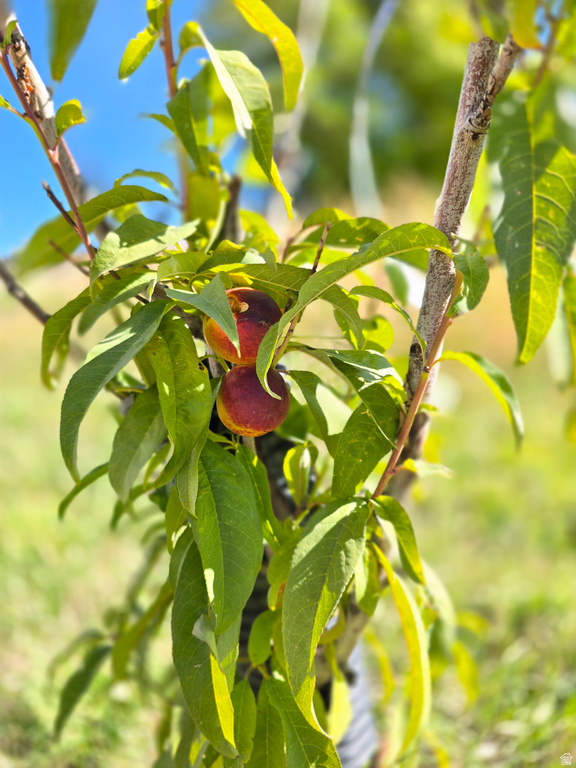 4611 S COVE LN Daniel, UT 84032