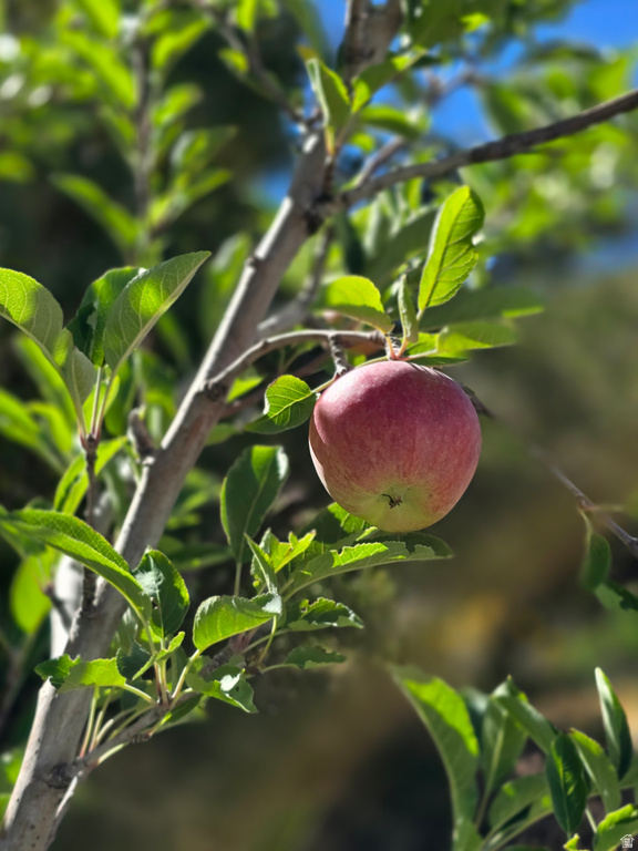 4611 S COVE LN Daniel, UT 84032