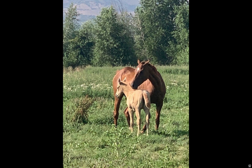 3136 W 2400 ST Heber City, UT 84032