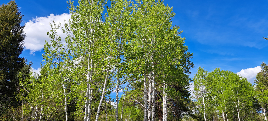 4376  GRANITE RDG Ashton, ID 83420