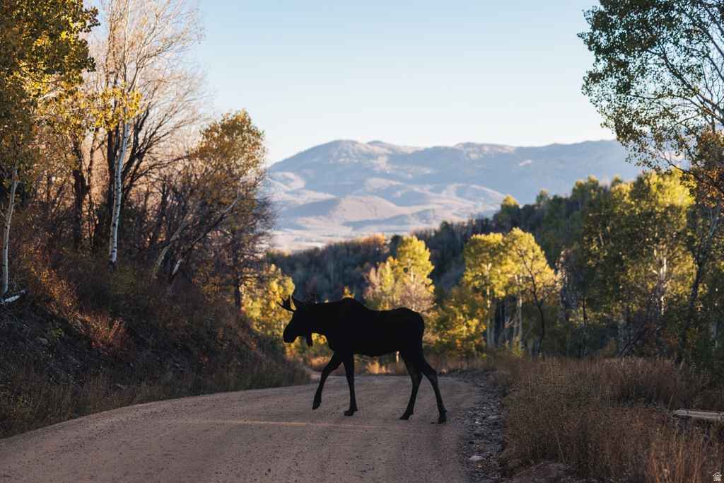 145 W FOREST MEADOW RD Wanship, UT 84017