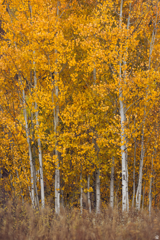 145 W FOREST MEADOW RD Wanship, UT 84017