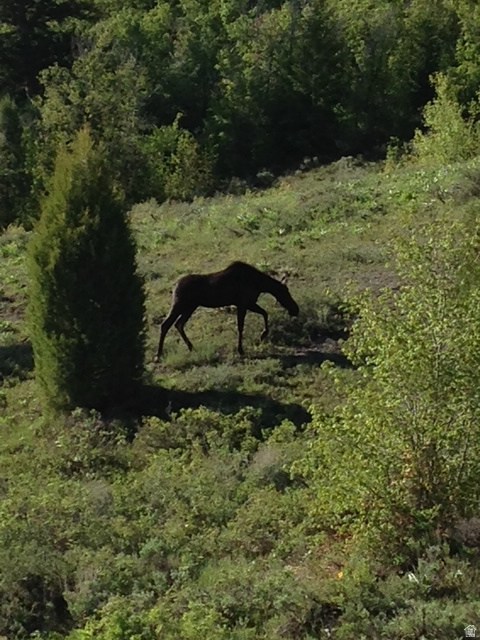 207 ASPEN CREEK CIR Fish Haven, ID 83287