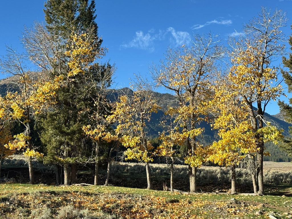 3600 W RED ROCK PASS RD Island Park, ID 83429