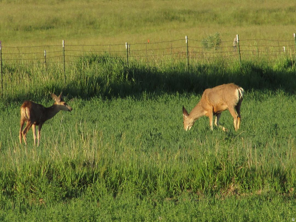 19600 N 8250 E Mt Pleasant, UT 84647