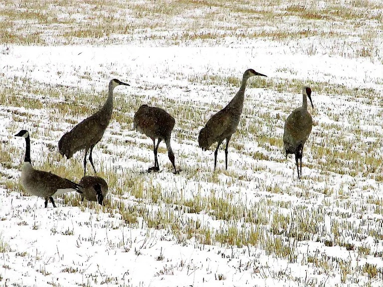 19600 N 8250 E Mt Pleasant, UT 84647