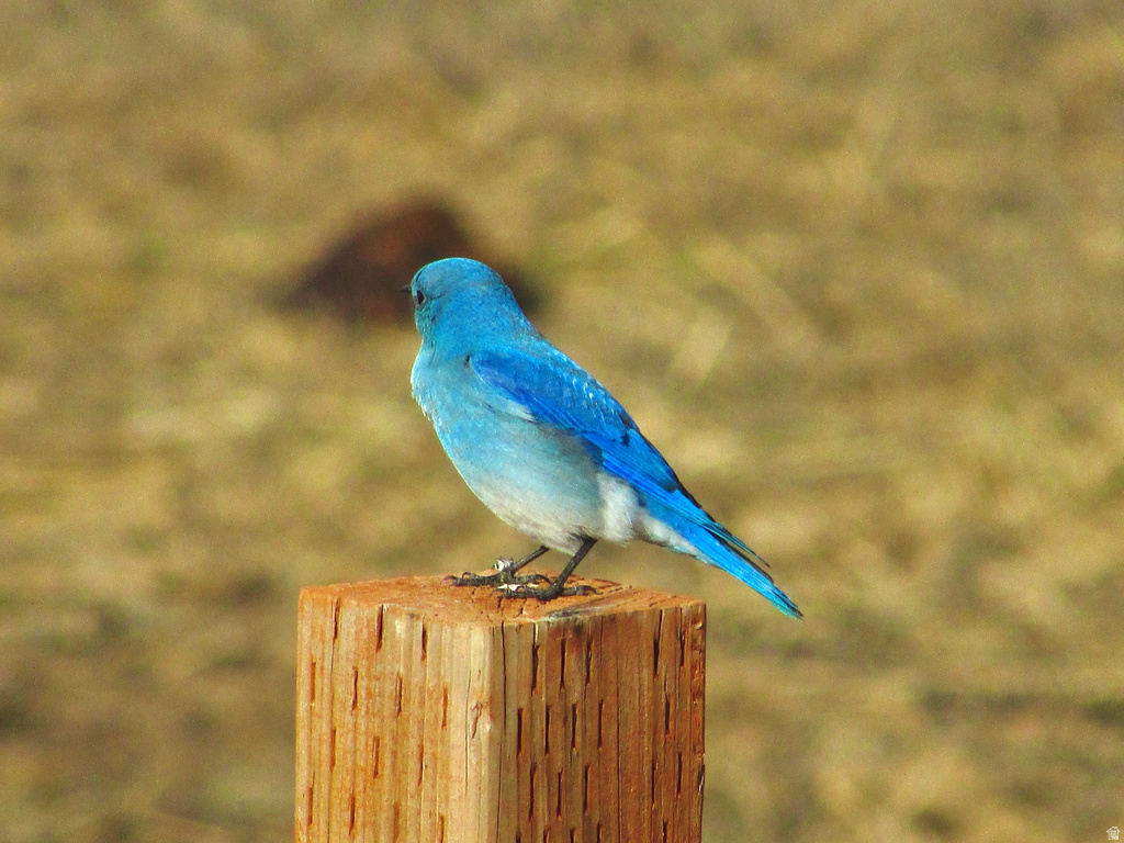 19600 N 8250 E Mt Pleasant, UT 84647