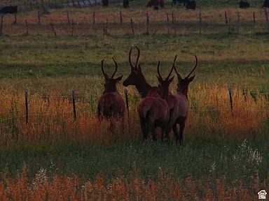 19600 N 8250 E Mt Pleasant, UT 84647