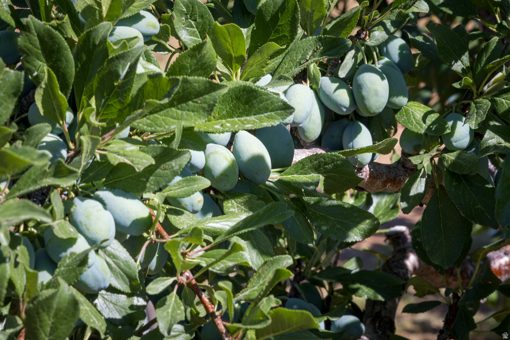 684 W BLUE MOUNTAIN RIDGE Monticello, UT 84535