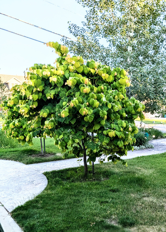 1515 E GENTILE ST Layton, UT 84040